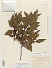 Herbarium sheet image thumbnail