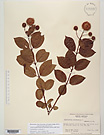Herbarium sheet image thumbnail
