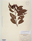 Herbarium sheet image thumbnail