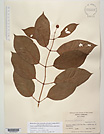 Herbarium sheet image thumbnail