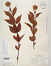 Herbarium sheet image thumbnail