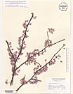 Herbarium sheet image thumbnail
