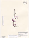 Herbarium sheet image thumbnail