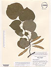 Herbarium sheet image thumbnail