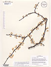 Herbarium sheet image thumbnail
