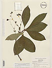 Herbarium sheet image thumbnail