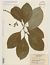 Herbarium sheet image thumbnail