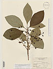 Herbarium sheet image thumbnail