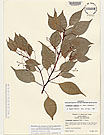 Herbarium sheet image thumbnail