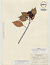 Herbarium sheet image thumbnail
