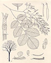 Herbarium sheet image thumbnail