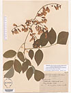 Herbarium sheet image thumbnail