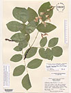 Herbarium sheet image thumbnail