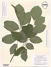 Herbarium sheet image thumbnail