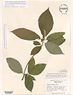 Herbarium sheet image thumbnail