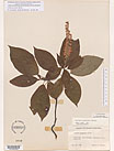 Herbarium sheet image thumbnail
