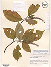 Herbarium sheet image thumbnail