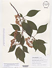 Herbarium sheet image thumbnail