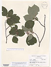 Herbarium sheet image thumbnail