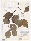 Herbarium sheet image thumbnail