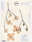 Herbarium sheet image thumbnail