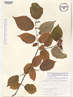 Herbarium sheet image thumbnail