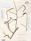 Herbarium sheet image thumbnail