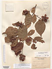 Herbarium sheet image thumbnail
