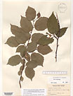 Herbarium sheet image thumbnail