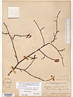 Herbarium sheet image thumbnail