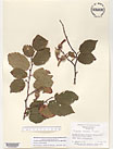 Herbarium sheet image thumbnail