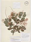 Herbarium sheet image thumbnail