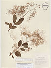 Herbarium sheet image thumbnail