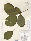 Herbarium sheet image thumbnail