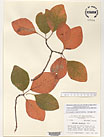 Herbarium sheet image thumbnail