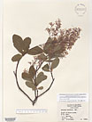 Herbarium sheet image thumbnail