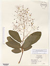 Herbarium sheet image thumbnail