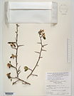 Herbarium sheet image thumbnail