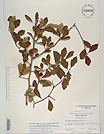Herbarium sheet image thumbnail