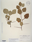 Herbarium sheet image thumbnail