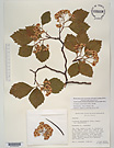 Herbarium sheet image thumbnail