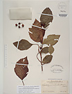 Herbarium sheet image thumbnail