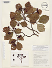 Herbarium sheet image thumbnail