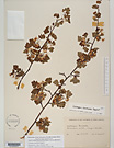 Herbarium sheet image thumbnail