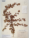 Herbarium sheet image thumbnail