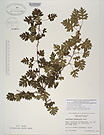 Herbarium sheet image thumbnail