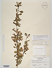 Herbarium sheet image thumbnail