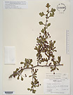 Herbarium sheet image thumbnail