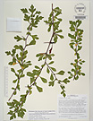 Herbarium sheet image thumbnail