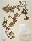 Herbarium sheet image thumbnail